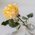 Orange rose of Candlelight close up against pale grey background