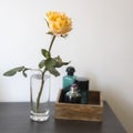 Orange rose of Candlelight close up against pale grey background