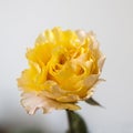 Orange rose of Candlelight close up against pale grey background