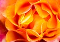 Orange rose close up. background Royalty Free Stock Photo