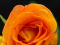 Orange rose close-up. Soft artistic background Royalty Free Stock Photo