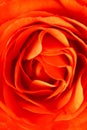 Orange rose closeup
