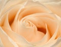 Orange rose closeup