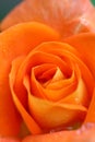 Orange Rose CLoseup