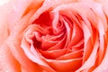 Orange rose closeup Royalty Free Stock Photo