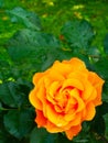 orange rose closeup on green background. Royalty Free Stock Photo