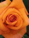 Orange rose Closeup with Raindrops. Royalty Free Stock Photo