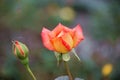 orange rose closeup shot marco shot Royalty Free Stock Photo