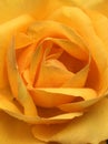 Orange rose closeup shot with rain water droplets Royalty Free Stock Photo