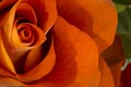 Orange Rose closeup with vivid pedals Royalty Free Stock Photo