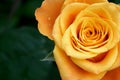 Orange rose with copy space Royalty Free Stock Photo
