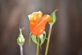 Orange rose with copy space Royalty Free Stock Photo