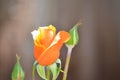 Orange rose with copy space Royalty Free Stock Photo