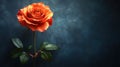 Elegant Orange Rose on Dark Textured Background with Copy Space Royalty Free Stock Photo