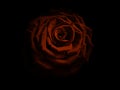 Orange rose in a dark scene showing the amazing texture colour and petal shape