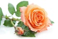 Orange rose with drops of water on white background close-up image Royalty Free Stock Photo