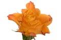 Orange rose flower Royalty Free Stock Photo