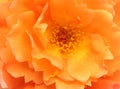 Orange rose flower as background Royalty Free Stock Photo