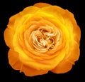 Orange rose flower on black isolated background with clipping path. Closeup. For design. Royalty Free Stock Photo