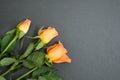 Orange rose flower on black slate background Royalty Free Stock Photo