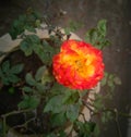 Orange rose flower blooming in branch of green leaves plant growing in the garden, nature photography, gardening background Royalty Free Stock Photo