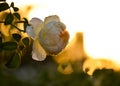 Orange rose flower blossom macro closeup at sunset Royalty Free Stock Photo
