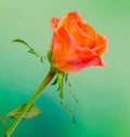 Orange rose flower, close up, isolated, green background Royalty Free Stock Photo