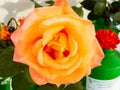 Orange Rose Flower Close up, with many folds. Royalty Free Stock Photo