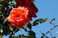 Orange rose flower close up on nature background Royalty Free Stock Photo