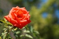 Orange rose flower close up on nature background Royalty Free Stock Photo