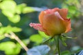 Orange rose flower close-up photo with shallow depth of field, drops of water Royalty Free Stock Photo