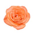 Orange rose flower, close up, white background Royalty Free Stock Photo