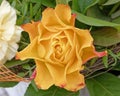 Orange rose flower closeup, top view Royalty Free Stock Photo