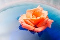 Orange rose flower floating on blue water in a glass bowl