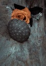 Orange rose flower and Fresh green lotus seed pods on old wooden board background Royalty Free Stock Photo