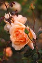 Orange rose Royalty Free Stock Photo