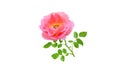 Orange rose flower and leaves branch. Transparent png additional format