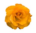 Orange rose flower macro isolated Royalty Free Stock Photo