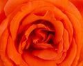 Orange Rose Flower Macro, Super fine details captured Royalty Free Stock Photo