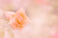 Orange rose flower on soft blur background in vintage tone Royalty Free Stock Photo