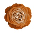 Orange rose flower. white isolated background with clipping path. Nature. Closeup no shadows. Royalty Free Stock Photo