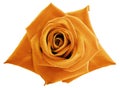 Orange rose flower on white isolated background with clipping path. no shadows. Closeup. Royalty Free Stock Photo