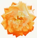 Orange  rose flower  on white isolated background. Closeup. For design. Nature Royalty Free Stock Photo