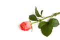 Orange rose flower on a white isolated background Royalty Free Stock Photo
