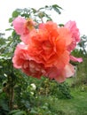 Orange rose flowers on the rose bush in the garden in summer Royalty Free Stock Photo