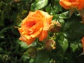 Orange rose flowers on the rose bush in the garden in summer Royalty Free Stock Photo