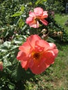 Orange rose flowers on the rose bush in the garden in summer Royalty Free Stock Photo