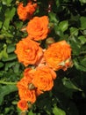 Orange rose flowers on the rose bush in the garden in summer