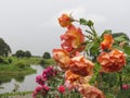 Orange rose in the garden after rain Royalty Free Stock Photo