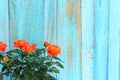 Orange rose flowers on plant with green leaves. 3/4 image blank and pale blue distressed.